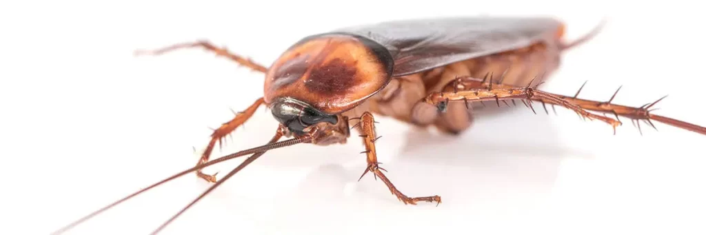 Imagen primer plano de una cucaracha