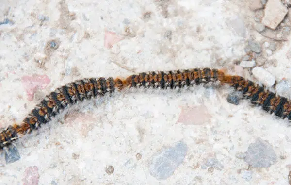 Imagen que muestra una procesionaria