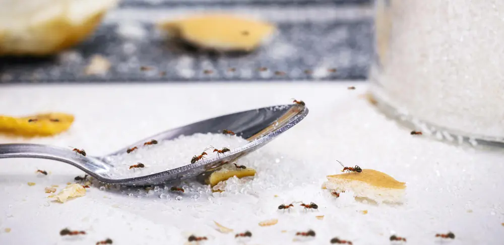 Plagas en casa por factores como la comida son muy habituales