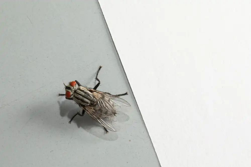 Mosca representativa de una de las plagas mas comunes de insectos.