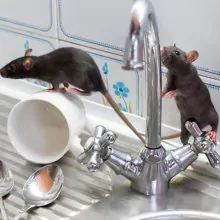 Roedores apareciendo en la vajilla ilustrando el artículo de control de plagas en Jaén