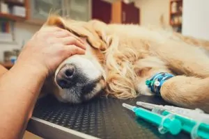 Perrito en el veterinario