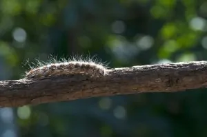 Procesionaria