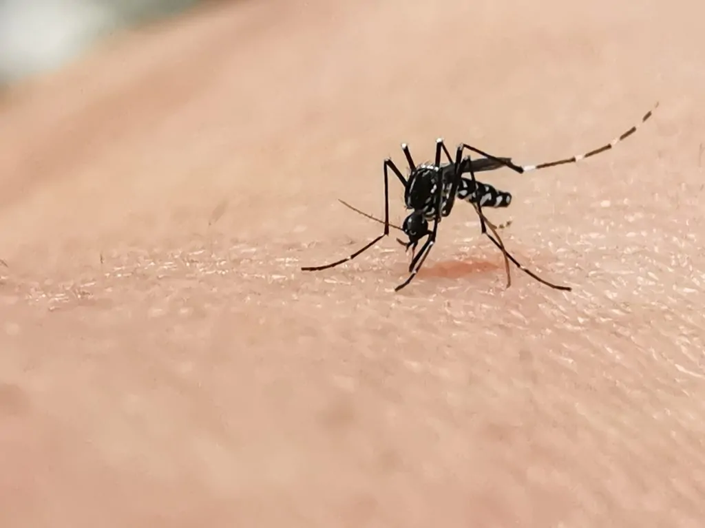 mosquito tigre como prevenirlo
