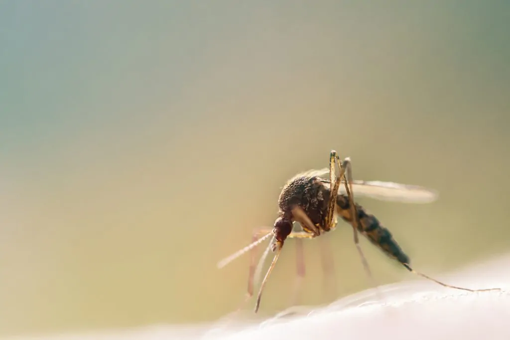 virus del Nilo Jaén