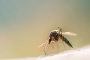 virus del Nilo Jaén